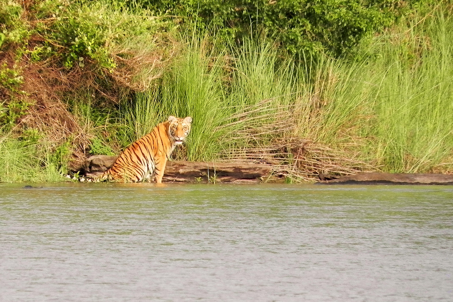 Bengal Tiger