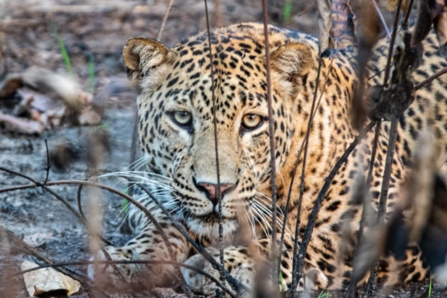 Leopard