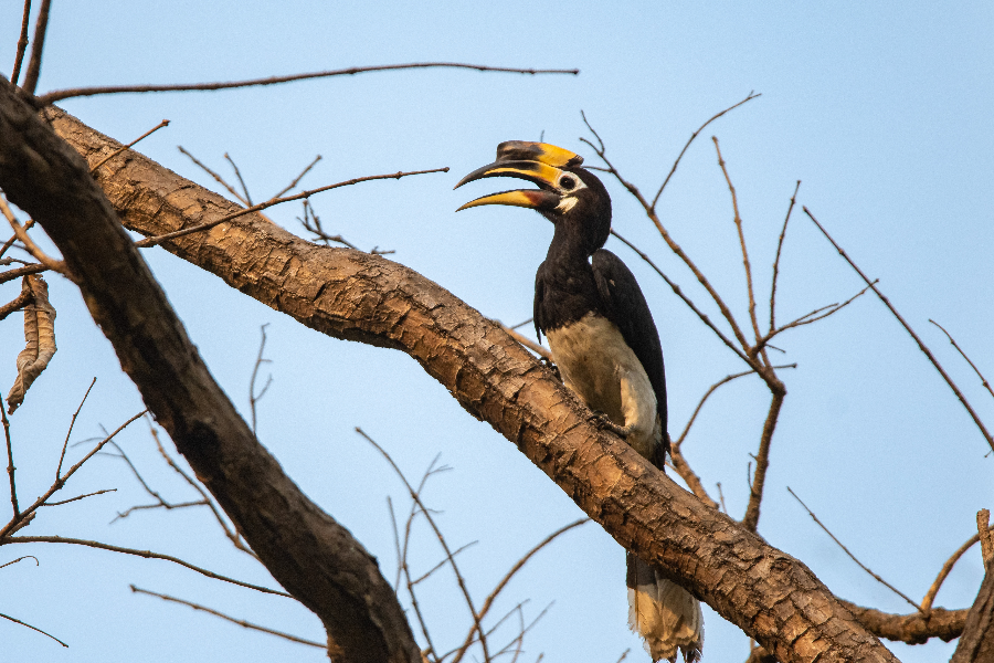 Hornbill