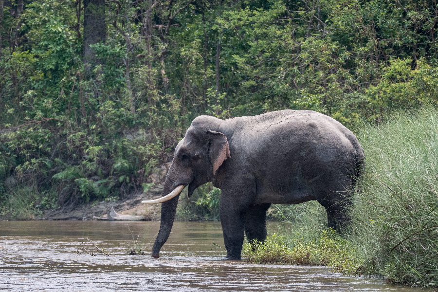Elephant