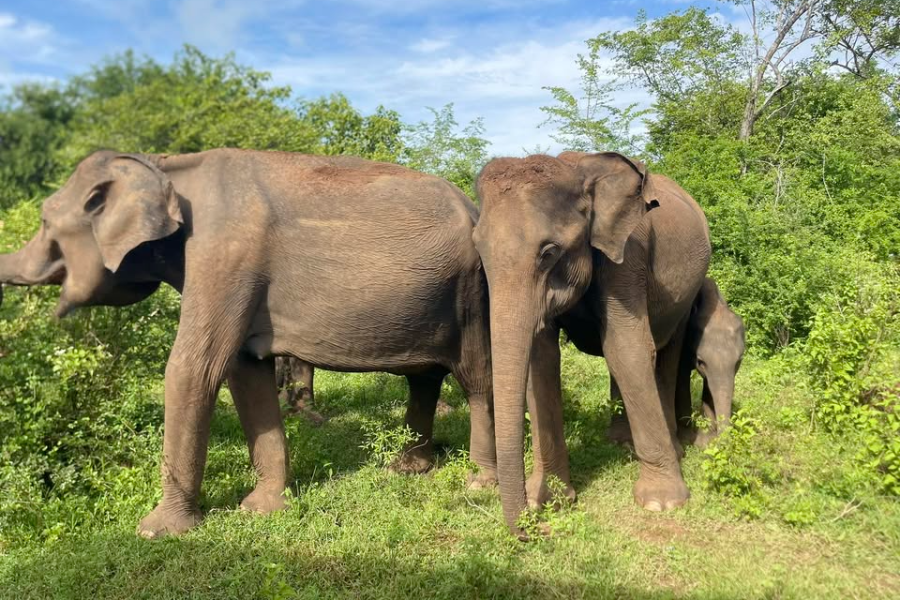 INSOLITE LANKA