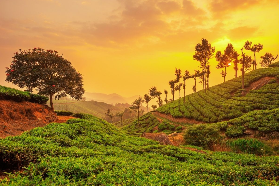 Tea Gardens of Kerala