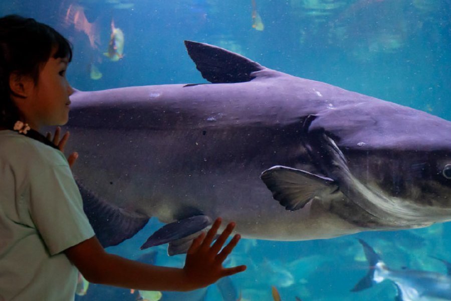 ANGKOR WILDLIFE AQUARIUM