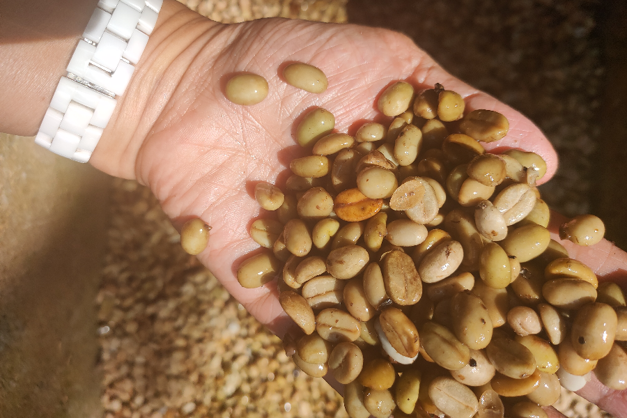 NUEVA FRONTERA COLOMBIA CAFE COLOMBIEN