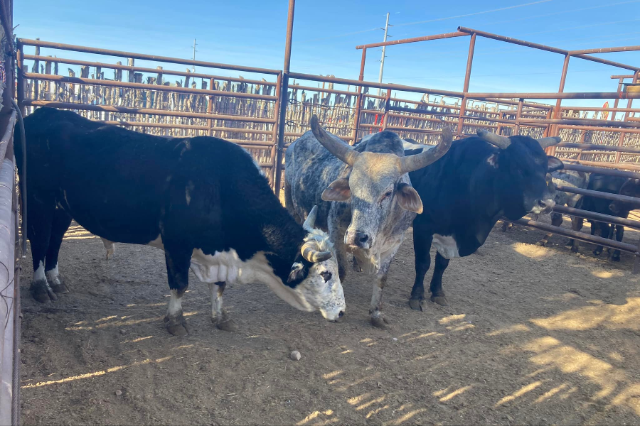 LE MEYNET RANCH