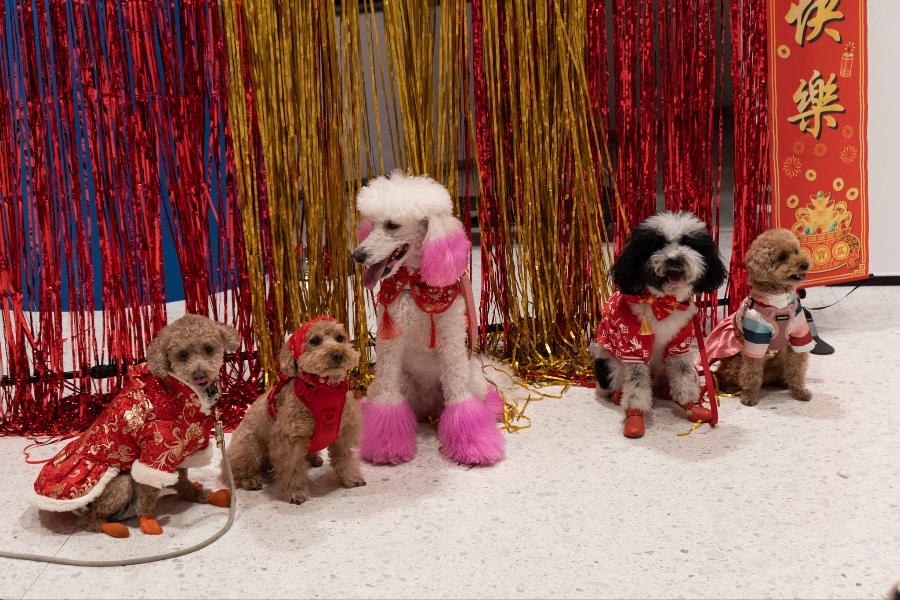 AKC MUSEUM OF THE DOG