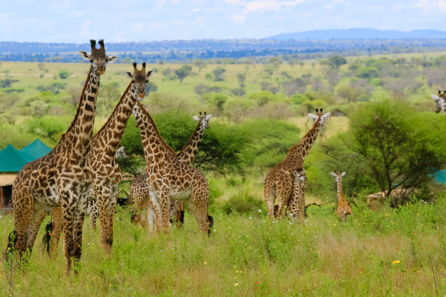 SERENGETI SOUND OF NATURE TENTED CAMP