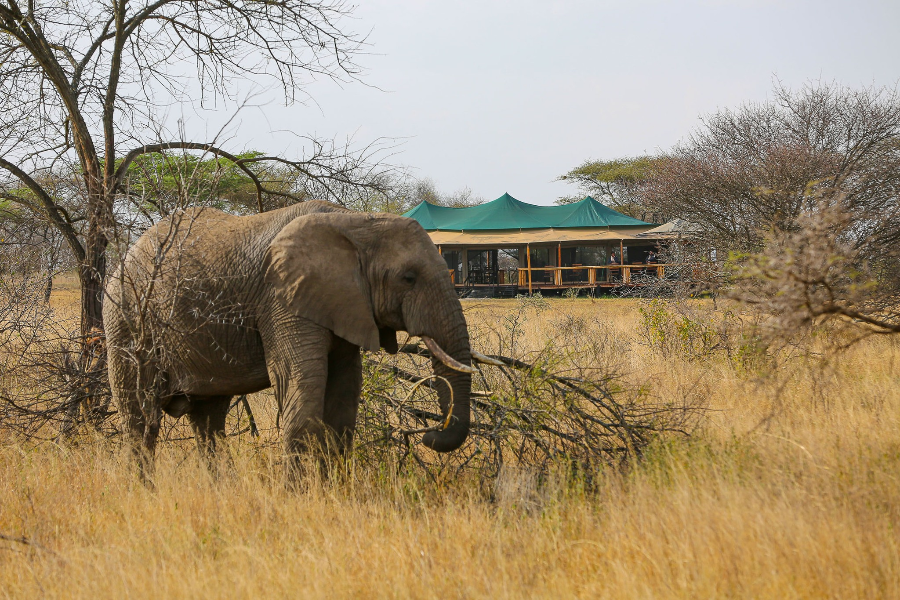 SERENGETI SOUND OF NATURE TENTED CAMP
