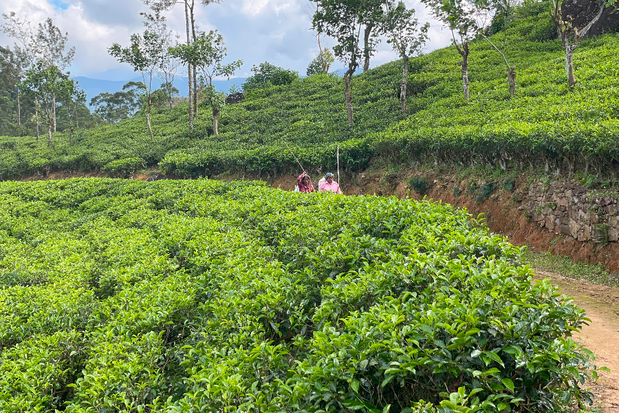CEYLON ESCAPADE