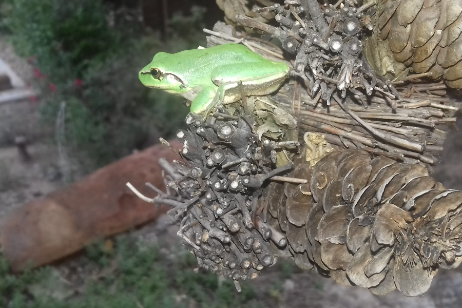 La nature à La Galinette en Luberon