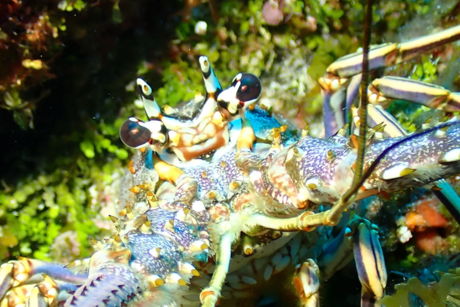 BAREFOOT DIVE CENTER Langouste