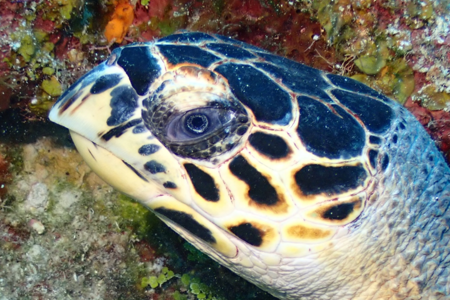 BAREFOOT DIVE CENTER Tortue imbriquée