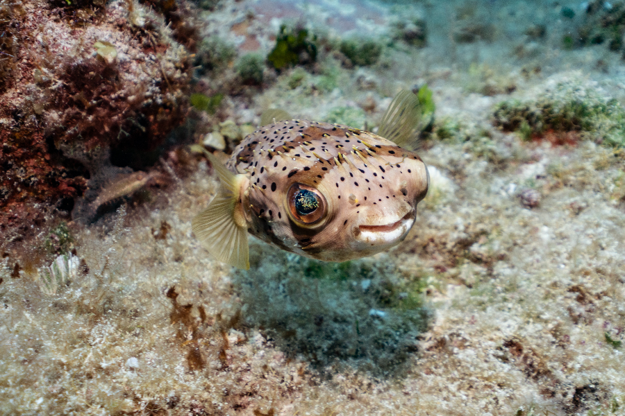 BAREFOOT DIVE CENTER