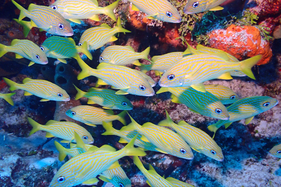 BAREFOOT DIVE CENTER