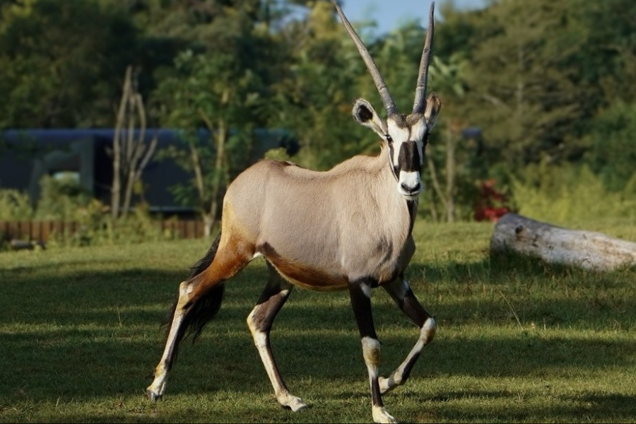 ZOO DE LA FLÈCHE