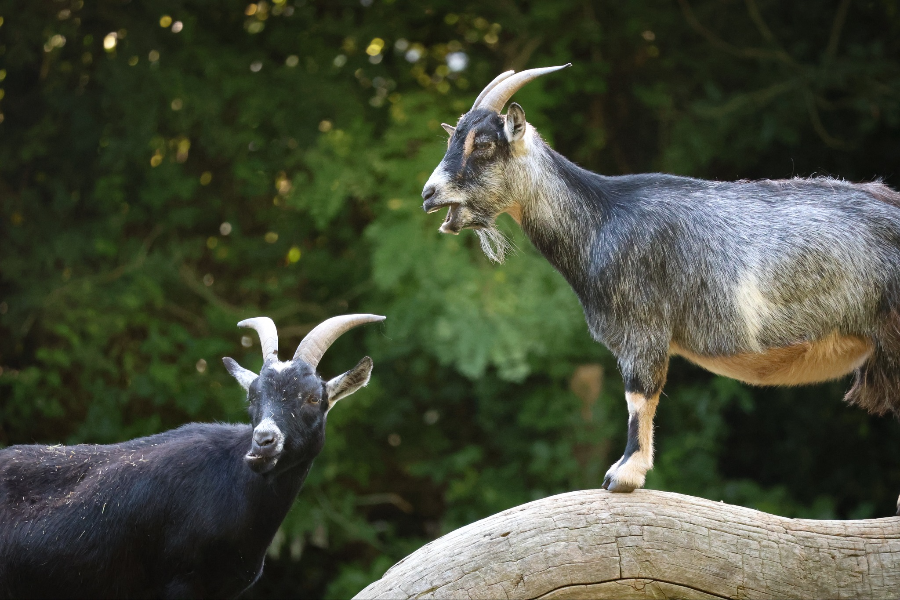 ZOO DE LA FLÈCHE