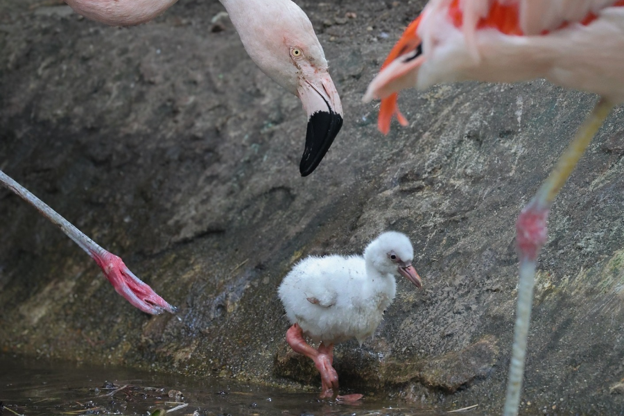 ZOO DE LA FLÈCHE