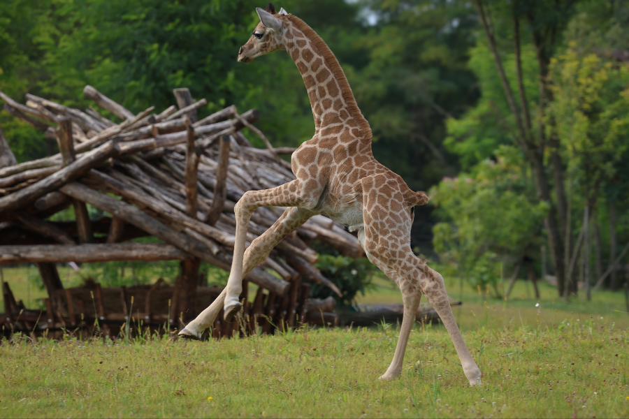 ZOO DE LA FLÈCHE