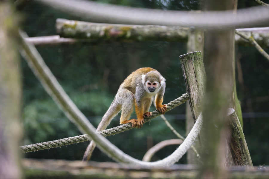 ZOO DE LA FLÈCHE