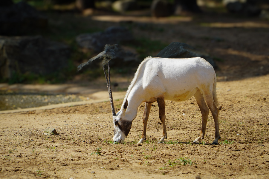 ZOO DE LA FLÈCHE