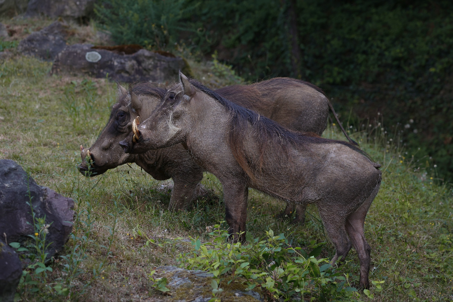 ZOO DE LA FLÈCHE