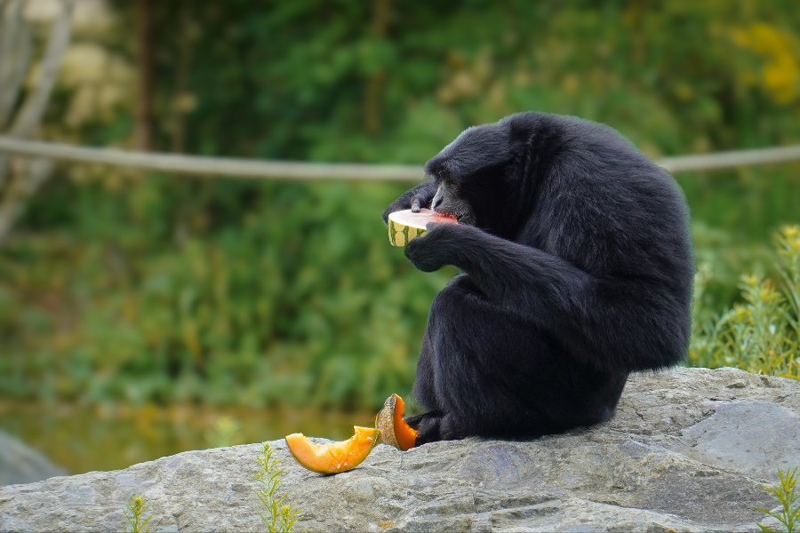 ZOO DE LA FLÈCHE