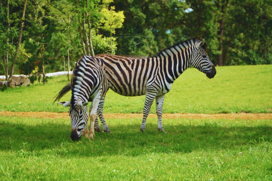 ZOO DE LA FLÈCHE