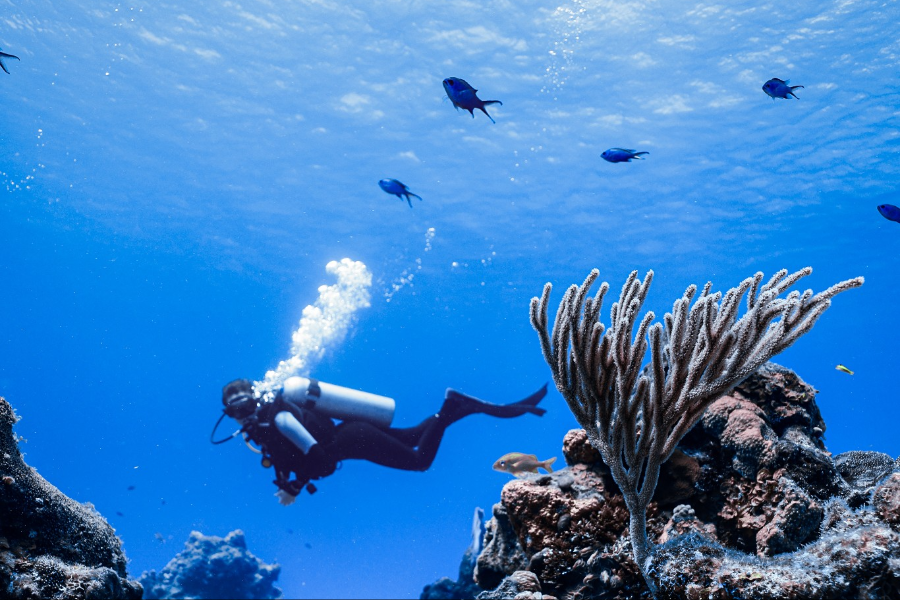 PLONGÉE GRAND COZUMEL
