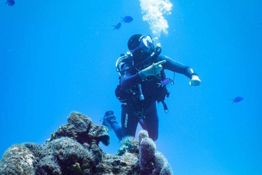 PLONGÉE GRAND COZUMEL