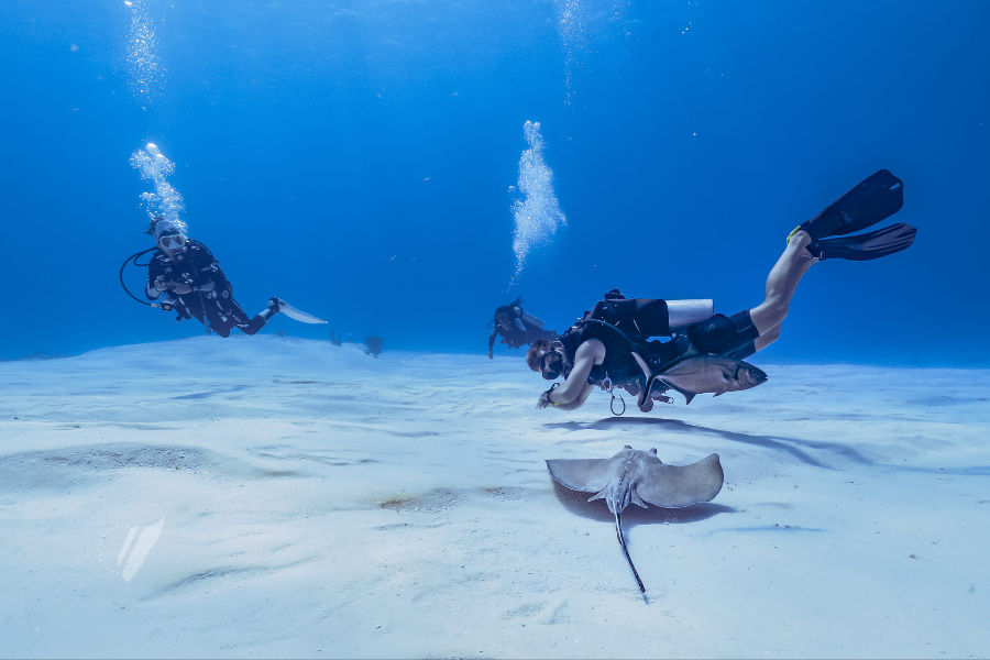 PLONGÉE GRAND COZUMEL