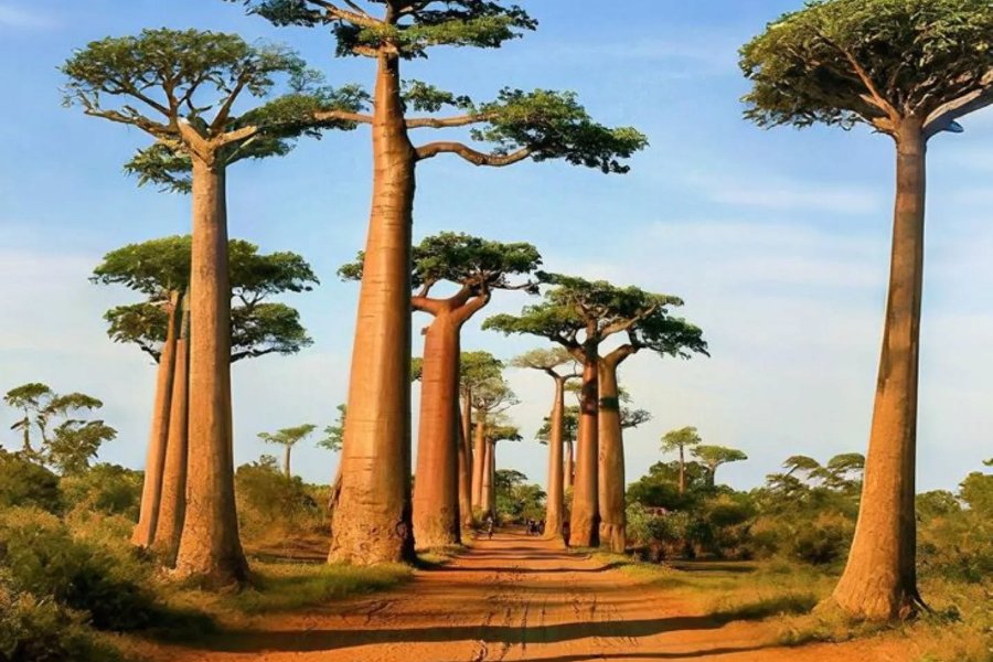 TRAVEL AFRICAS