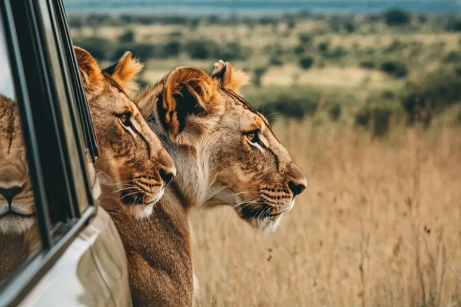 TRAVEL AFRICAS