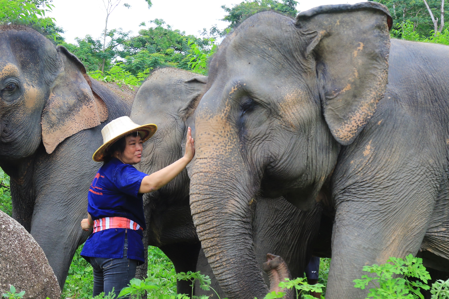 Pum et les Eléphants - ©Pumthaifoodchain