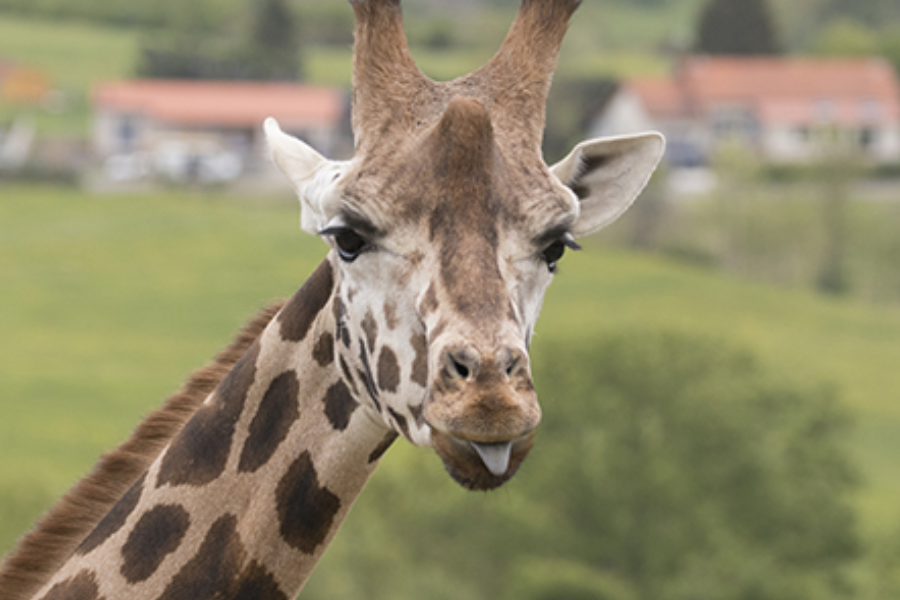 girafe - ©Parc Animalier d'Auvergne