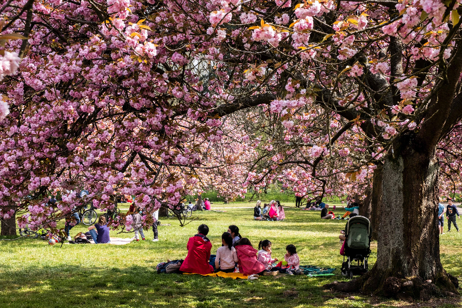 Hanami, la floraison des cerisiers
