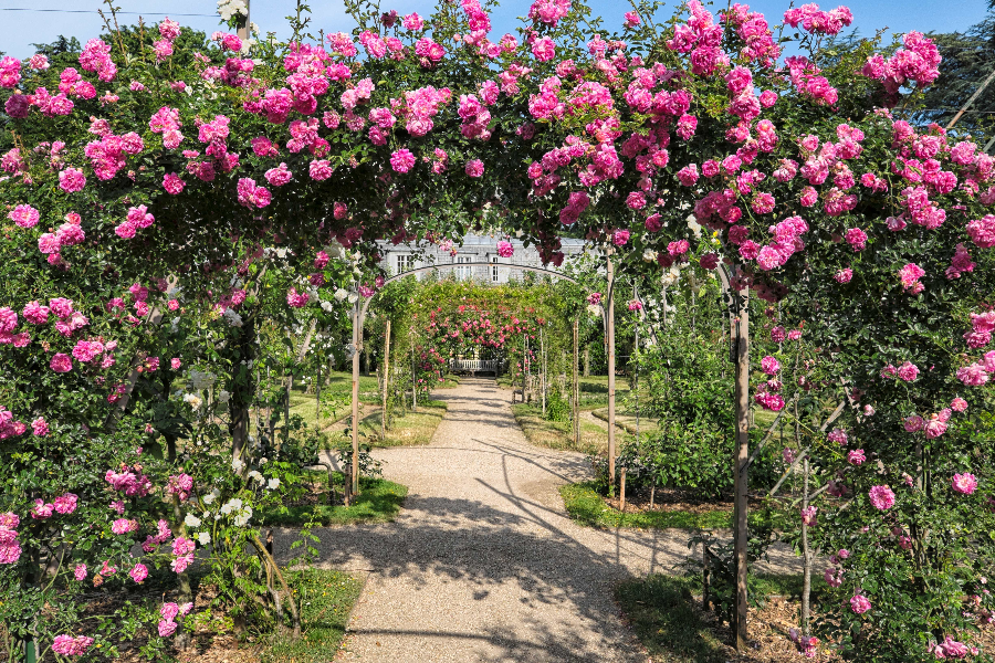 la roseraie du jardin français