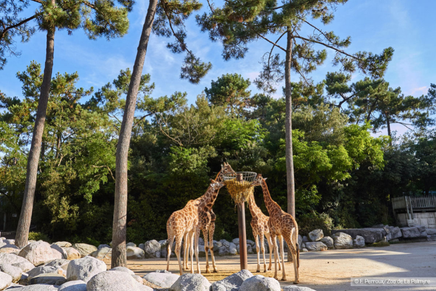 Girafes du Zoo de La Palmyre - ©Copyright : © Florence Perroux/Zoo de La Palmyre