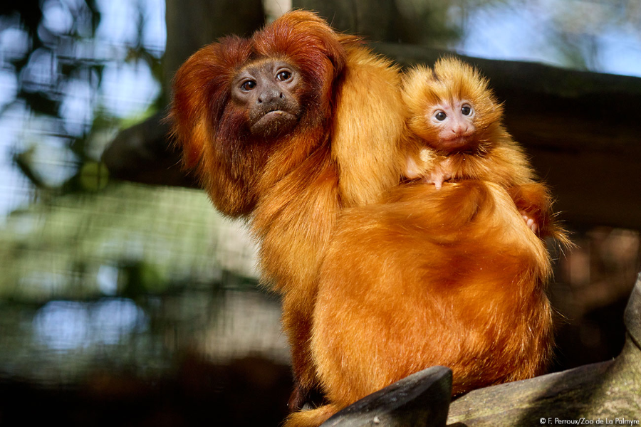ZOO DE LA PALMYRE