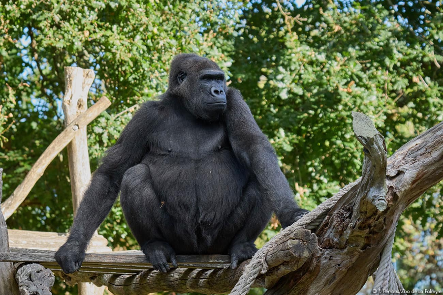 ZOO DE LA PALMYRE