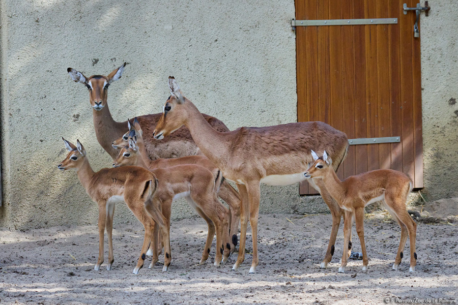 ZOO DE LA PALMYRE