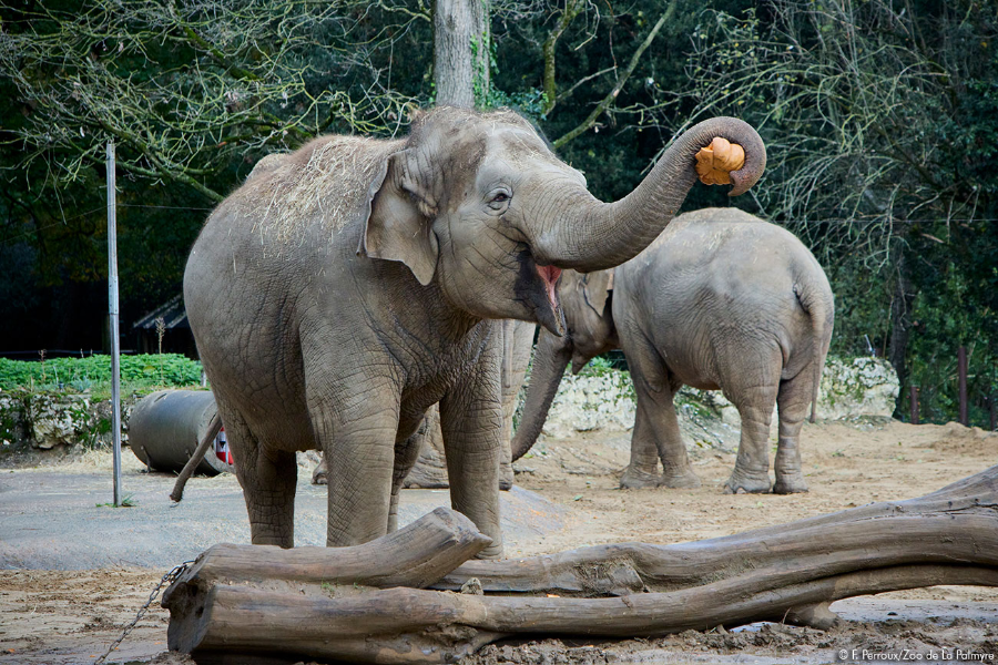 ZOO DE LA PALMYRE
