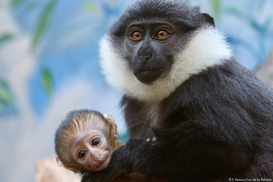 ZOO DE LA PALMYRE