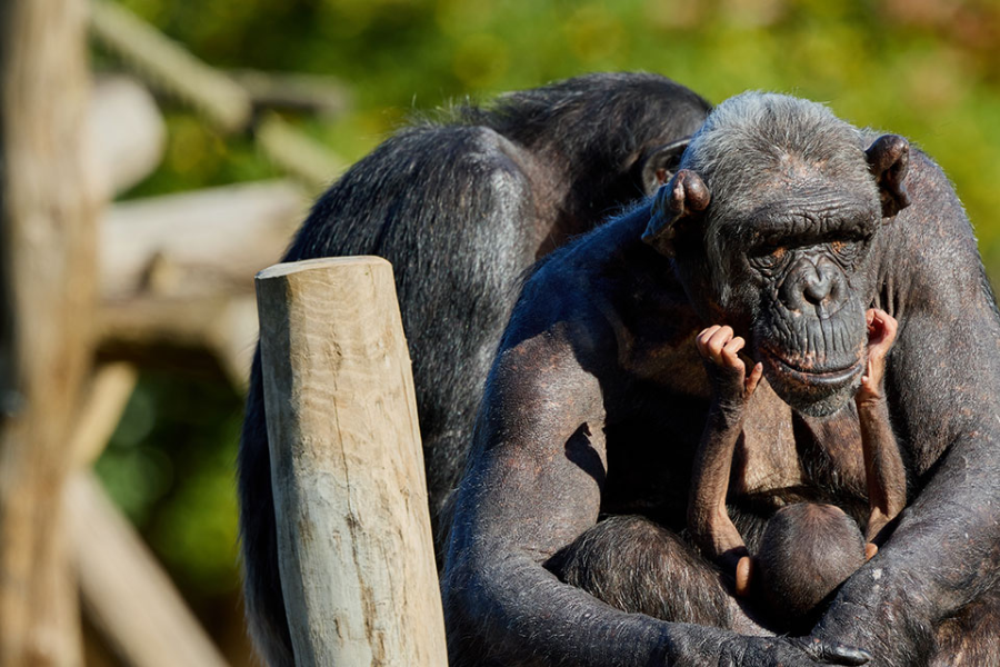 ZOO DE LA PALMYRE
