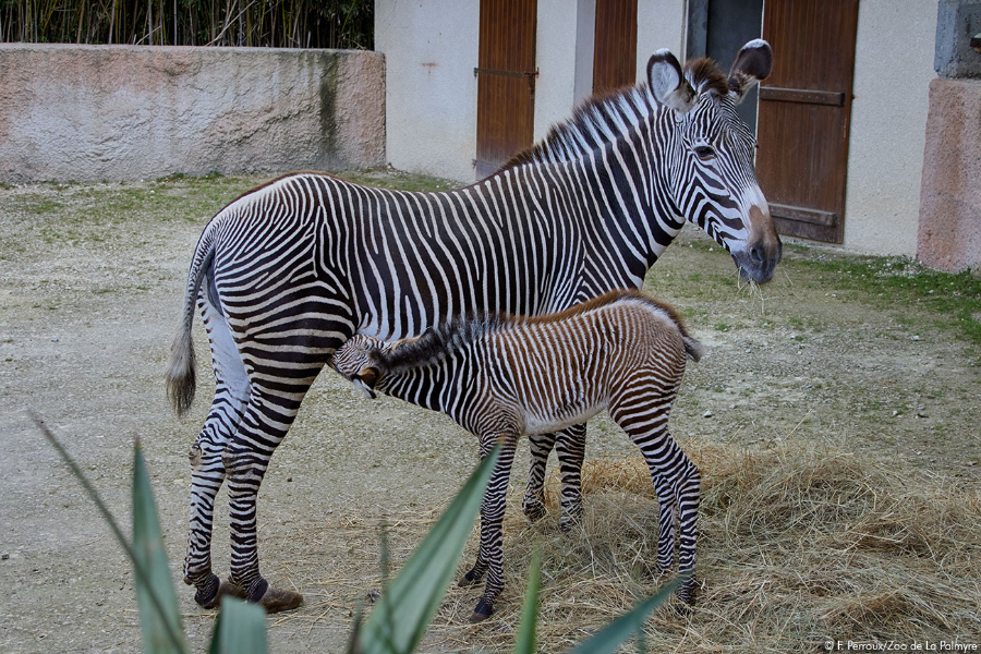 ZOO DE LA PALMYRE