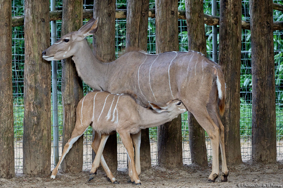 ZOO DE LA PALMYRE