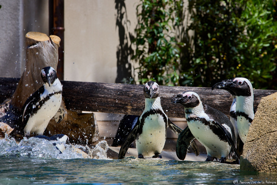 ZOO DE LA PALMYRE