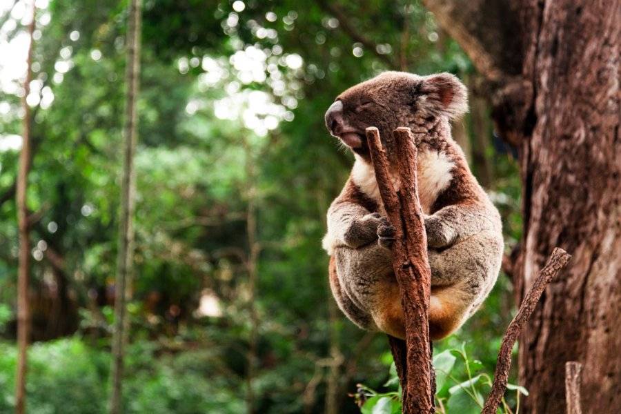 Koala - ©CERCLE DES VOYAGES