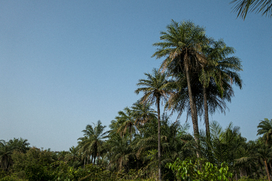 Nature - Casamance - ©Air Cm