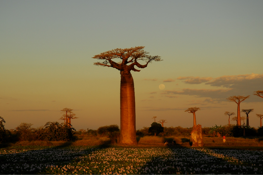 Allée des Baobabs - Morondava - ©Espace Mada