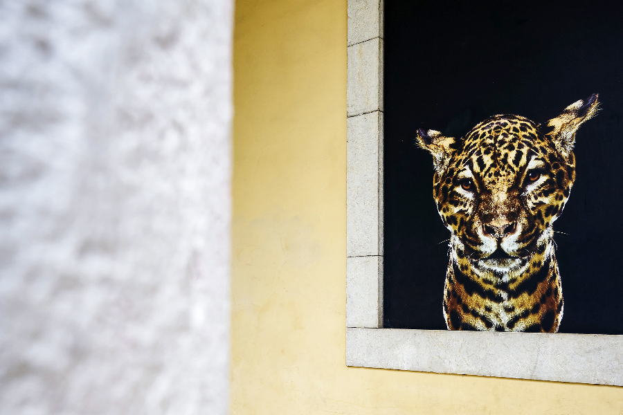Photo de jaguar dans le hall extérieur